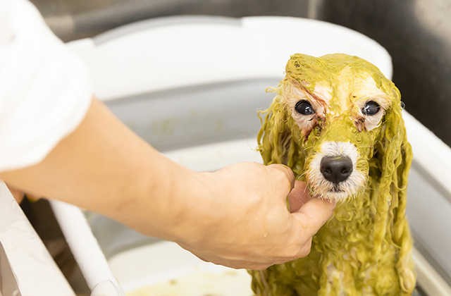 施術中の犬